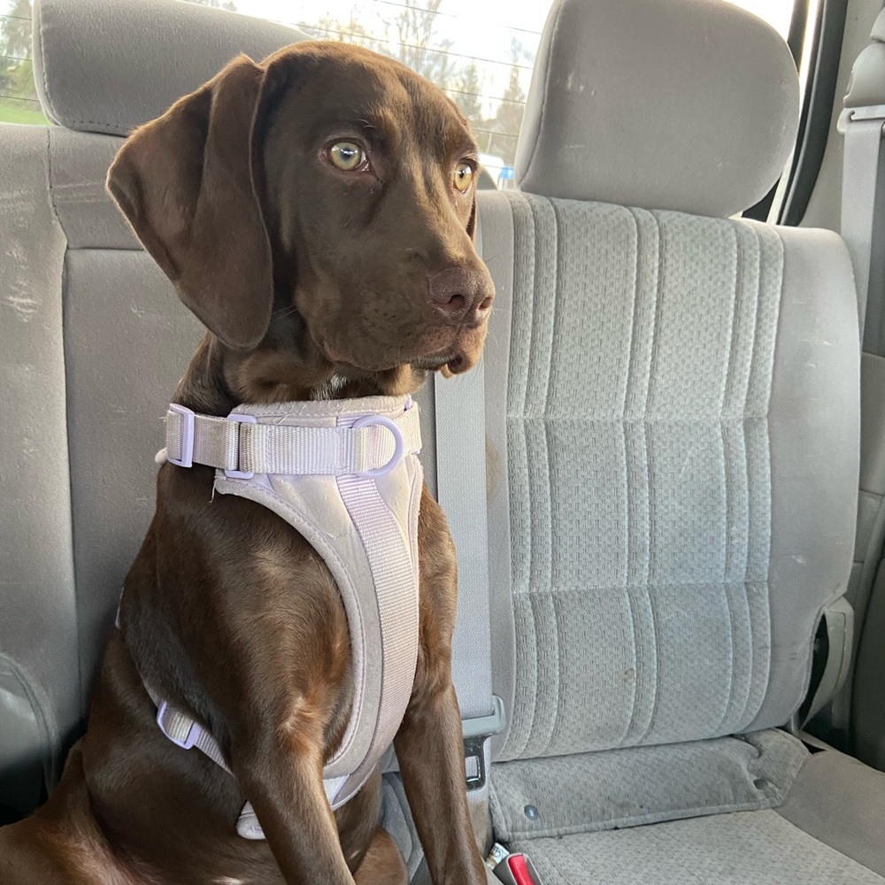 Meet Bailey Part 2 — - Picture 15 of 16